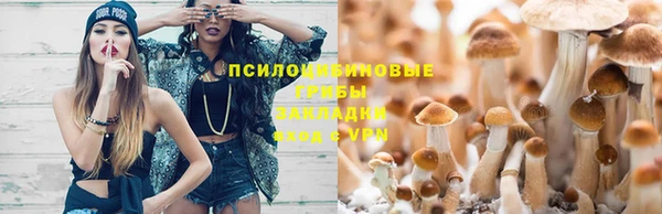хмурый Аркадак