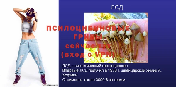 хмурый Аркадак