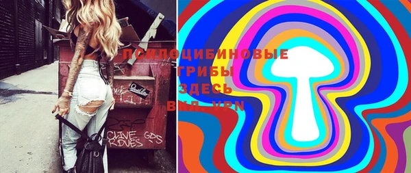 хмурый Аркадак
